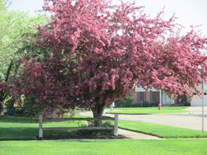 Primavera em Canton, MI