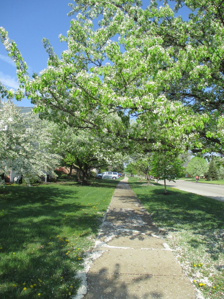 Rua da escola do Theo